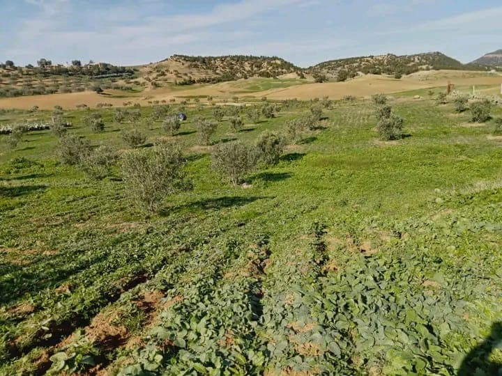 Parcelle agricole fertile - Béja